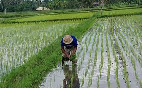 Risk grupları Hastalık sıklıkla meslek veya uğraşla ilişkili Pirinç tarlası ve şeker kamışı tarlası çalışanları