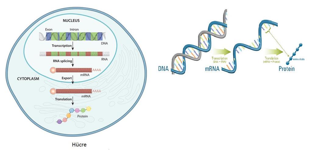 Kanserde DNA Değişiklikleri : - Kromozomal bozukluklar; karyotipleme - Mutasyon tarama; spesifik bölgeler - tüm genom DNA dizi analizleri Kanserde RNA