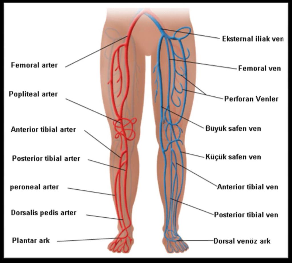 doğru eğri bir yol alır ve bu kemiğin iç kenarı boyunca aşağı doğru iner. A. peronaea'nın dalları arasında; rami musculares, a.