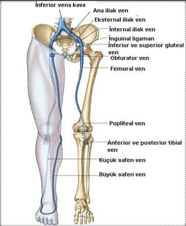 circumflexa ilium superficiale ve v. pudenta externa superficiale ile birleşir. V. saphena magna'da 10-20 arasında kapak vardır. Bacaktaki kapak miktarı uyluktakinden daha fazladır. Şekil-3.