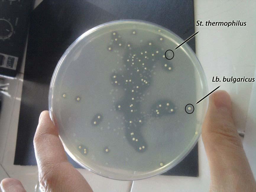 Şekil 4.9 Lb. bulgaricus ve St. thermophilus un koloni morfolojileri (Lee s Agar) Lb. bulgaricus, St.