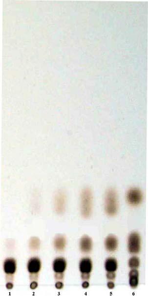 a b Şekil 4.22 Bacillus sp.