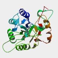 Şekil 2.8 Bacillus thermoamyloliquefaciens KP1071 suşuna ait α-glukozidaz II enziminin üç boyutlu yapısı (Kashiwabara et al. 2000) 2.