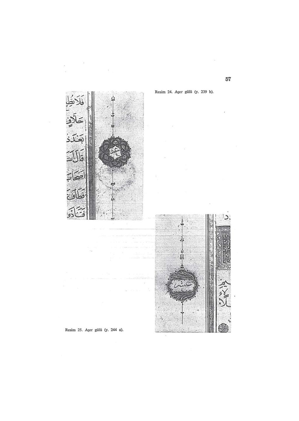 57 Resim 24. Aşer gülu (y.