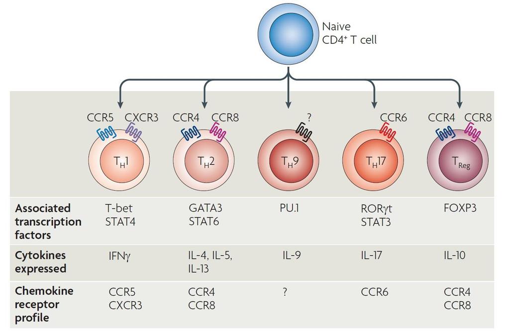 circulate back and forth between peripheral lymphoid tissues and blood. Upon antigen encounter, naïve T cells differentiate into several different functional subsets.