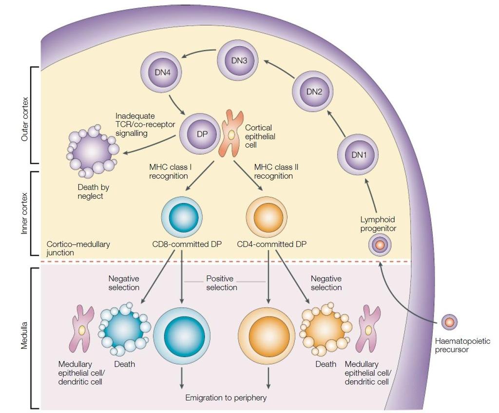 Figure 1.3: Diagram of T cell development [22]. At this step, cells are called double positive (DP) thymocytes. Initially, DP cells are large and have a huge proliferation capacity.