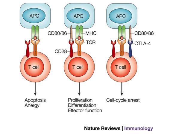 Figure 1.4: Under different conditions TCR engagement leads to separate T cell fate [26]. Second signal is co-stimulation, which is required for a pronounced immune response.