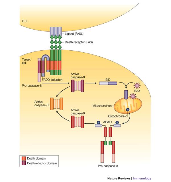 through apoptotic protease-activating factor 1 (APAF1) caspase-9 is activated which in turn activates caspase-3 to induce apoptosis [34]. Figure 1.