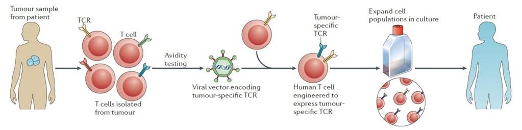 Figure 1.8: An approach to adoptive transfer of engineered T cells [85]. T cells can be engineered in many ways.