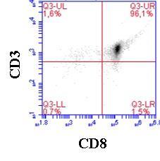 Figure 3.2: CD8 + T cell isolation efficiency. CD8 + T cells isolated from murine spleen by MACS CD8a T cell isolation kit, stained with CD-3/CD-8 to measure isolation efficiency.