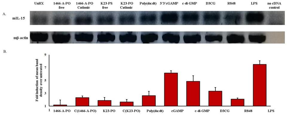 Figure 3.3: Comparison of IL-15 mrna transcripts in total RNA of CD11c + BMDC. A. Total RNA harvested from stimulated DCs at 5h. IL-15 expression was then analyzed by RT- PCR. B. Density of bands are quantified by using ImageJ and fold inductions are calculated.