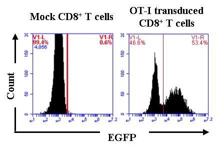 Figure 3.8: OT-I TCR retroviral vector can efficiently be transduced to CD3/CD28 antibody activated CD8 + T cell.