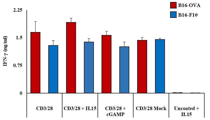 9: ril15 supplementation improves IFN-γ secretion in CD8 + T cell : B16 coculture.