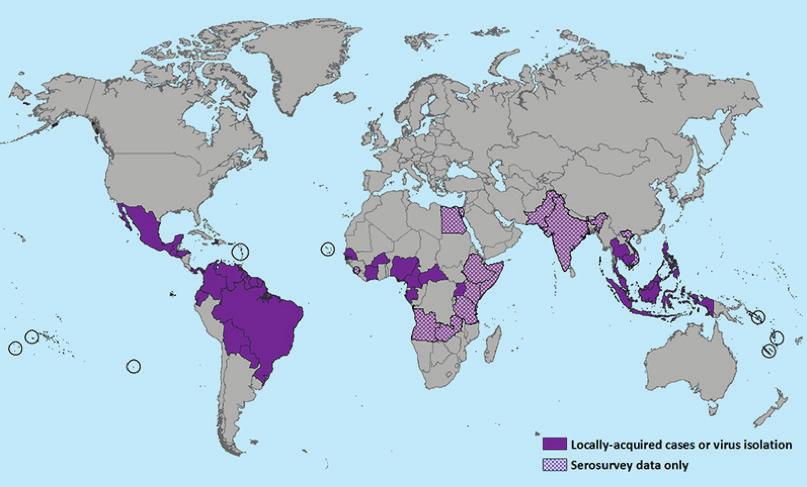 43 2016;6(2):42-49 ECE ve Ark. GİRİŞ Zika virus (ZIKV) ateşi etkeni Zika virus, Flavivirus genusu Filaviridae ailesinden Spondweni grubu bir RNA virüsüdür.