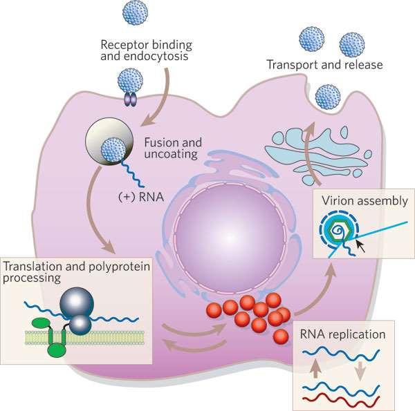 Bir RNA virusudur Ülkemizde genotip 1b: %84, 1a %8 Hepatositlerin çekirdeğine ve genomuna girmediğinden