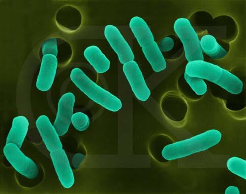 Escherichia coli Escherichia coli nin elektron mikroskobik görünümü