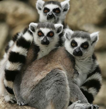 Uyumsal açılım Primatlardaki uyumsal açılıma en iyi örnek Madagaskar adasındaki lemurlar örnek verilebilir.