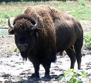 TÜRÜN ÖLÜMÜ: YOK OLMA Amerikan bizonu (Bison bison) daha önceki yayılış alanları dikkate