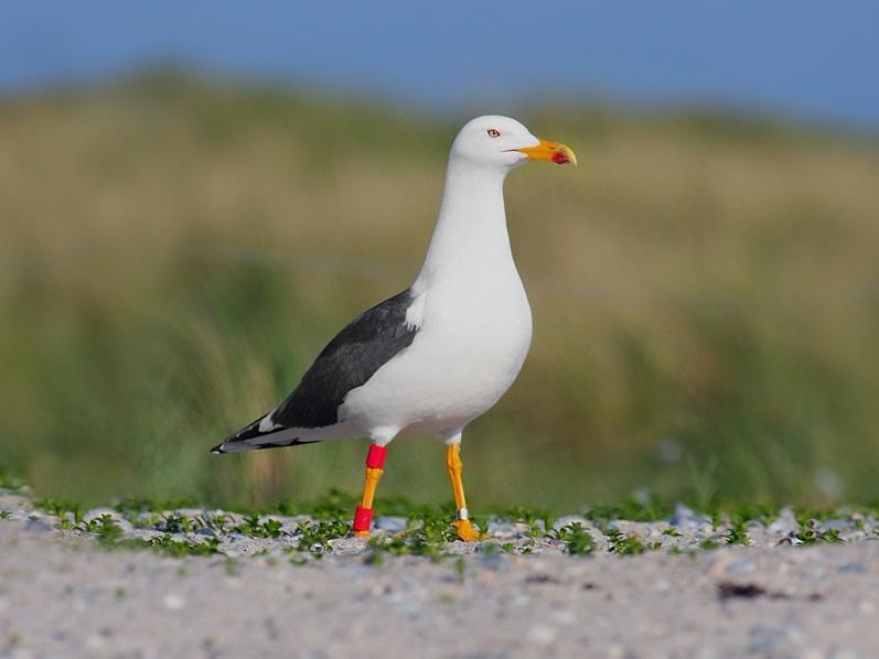 Bu türler kuzey ılıman bölgeyi de dolaşan Larus alltürlerinin son üyeleridir.