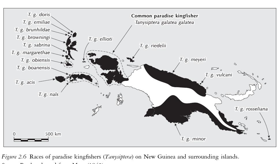 Bu ana tür çok yaygın olan yalı çapkını T. galatea galatea dır ve ayrı olan ana adada yaşar.