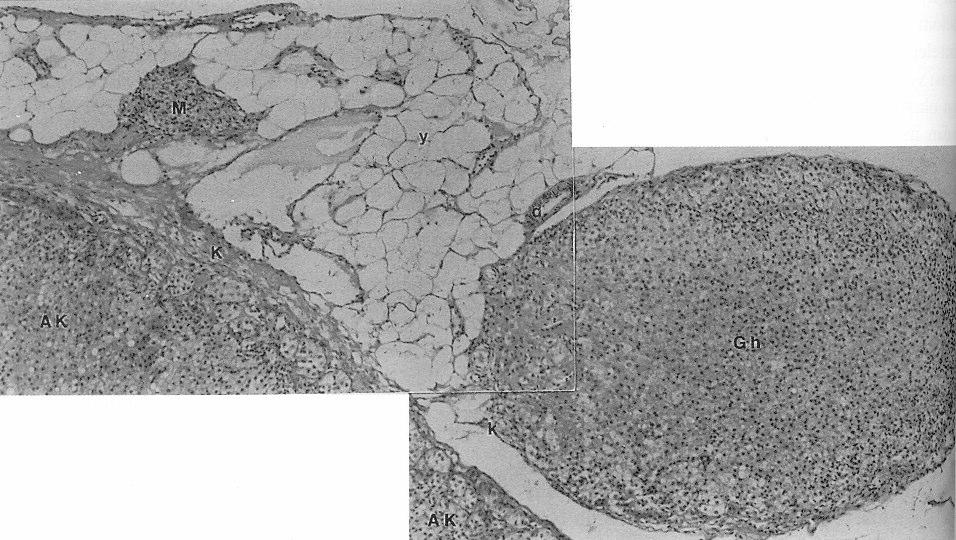 H-E x 100 yapýlarý oluþturan hücrelerin korteksin parankim hücreleriyle devam ettiði gözlenemedi (Þekil 1,2).