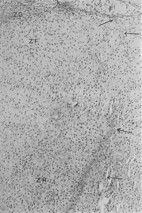 AK, guinea pig adrenal korteksi; K, adrenal bez kapsülasý; Gh, adrenal bez dýþýndaki globüler hücre topluluðu; k, Gh'yi saran kapsüla; y, yað dokusu; d, damar.