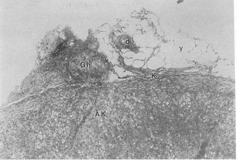 ZG, zona glomeruloza; ZF, zona fasikülata; ZR, zona retikülaris; k, kapsüla; F, kapsüla içindeki parankimal hücreler içeren fuziform alan; ok, medullar hücre