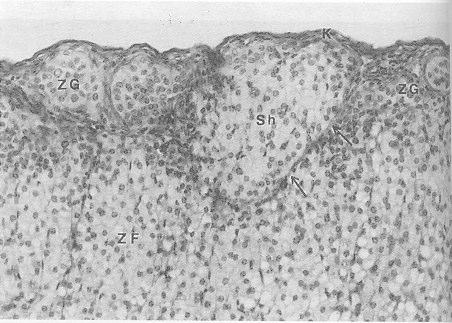 Bu hücre topluluklarýný sýnýrlayan bað dokusunun yer yer kesintili olduðu ve fasikülata hücrelerine benzer hücrelerin zona fasikülata ile, glomeruloza hücrelerine benzer olanlarýn ise zona