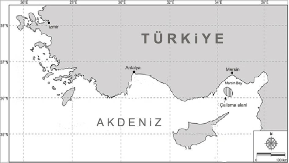 1810, Squatina aculeata Cuvier, 1829 Türkiye nin Taşucu ve İskenderun sahillerinden (Kuzeydoğu Akdeniz) 1987 ve 1997 yılları arasında Mater ve Kaya, (1987), Kaya ve Bilecenoglu (2000) ve Başusta