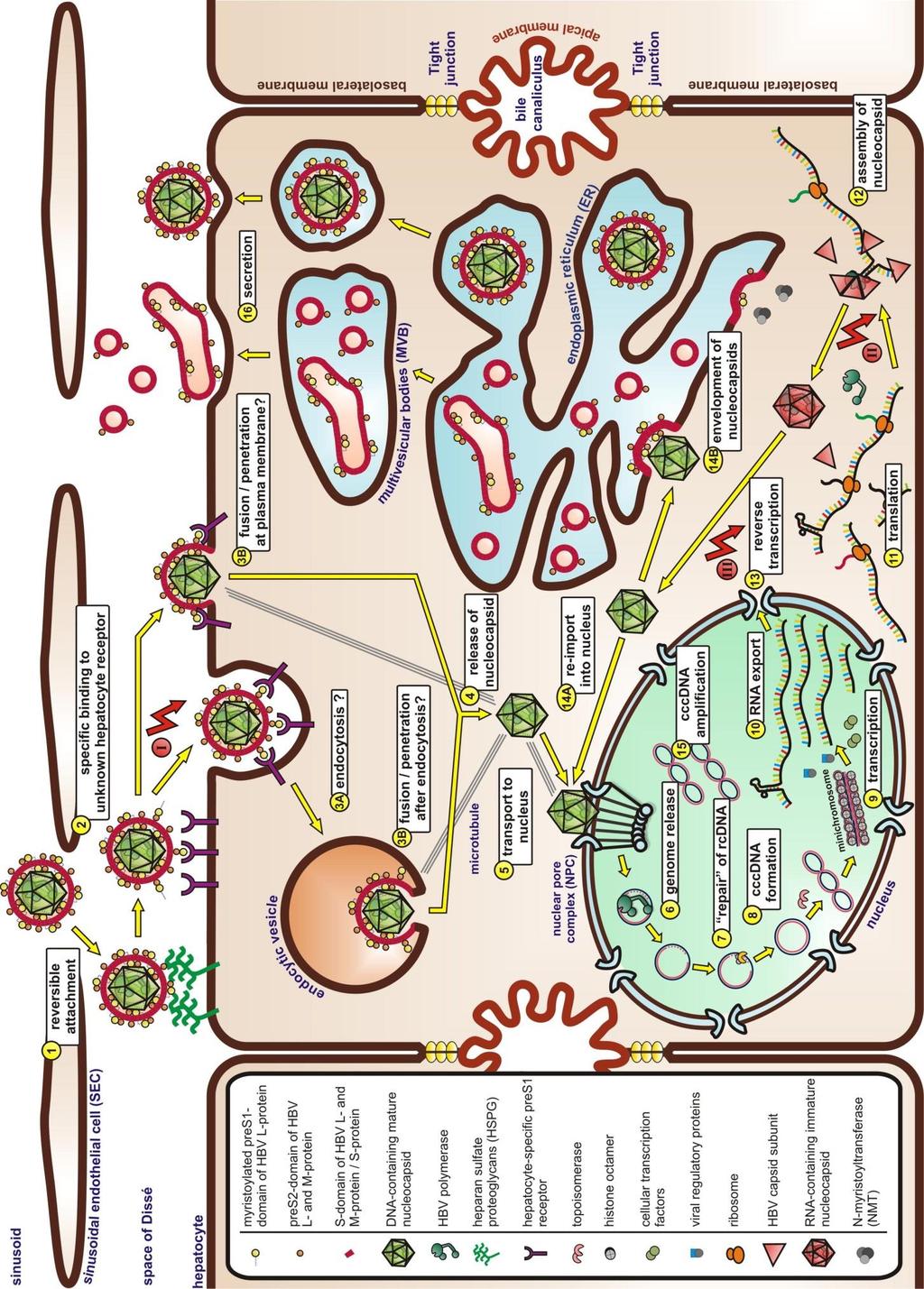 Hepatit B Virus Replikasyon Döngüsü Farklı hedefleri olan antiviral ilaçların geliştirilmesi Hücreye giriş cccdna Kapsid formasyonu Viral morfogenez İmmün sistem üzerinden etkili ilaçlar İnfekte