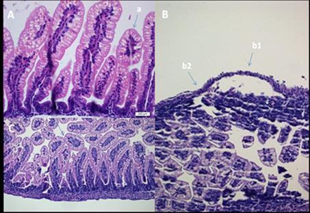 PATOLOJIK DEĞERLENDIRME A resminde normal histolojik yapı B resmi salin grubu ve pnömotozis intestinalis, tam kat nekrozu