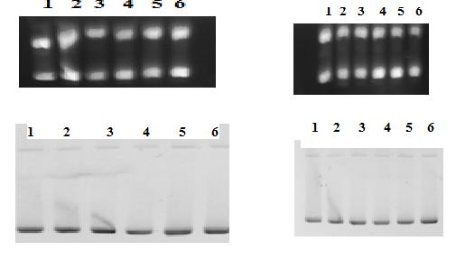 7.9 Biyolojik Aktivite Sonuçları ile İlgili yorumlar 7.9.1 Bileşiklerin DA ya etkisi ilgili yorumlar Bileşiklerin (9-12) pbr322 plasmit DA ile etkileşimi agaroz jel elektroforez yöntemi ile çalışılmıştır.