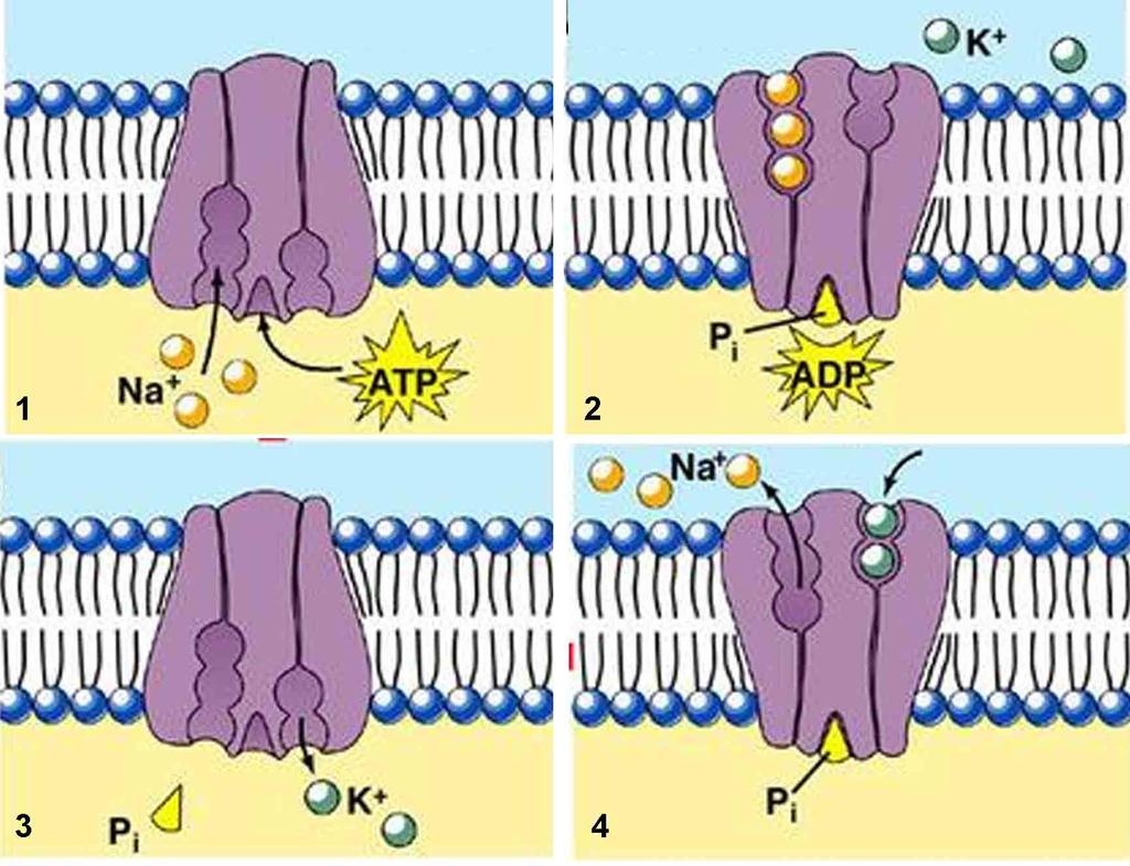 Örnek: Na + - K + Pompası Pompanın çalışması hücre içindeki pozitif