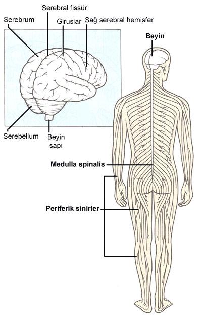 Sinir Sisteminin Yapısal (Anatomik) Ayrımı Santral (merkezi)