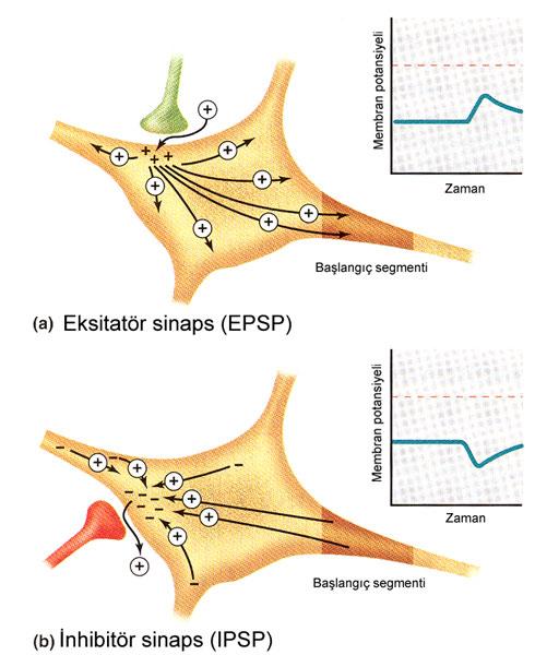 Postsinaptik Potansiyeller Eksitatör Post Sinaptik Potansiyel (EPSP) Na +