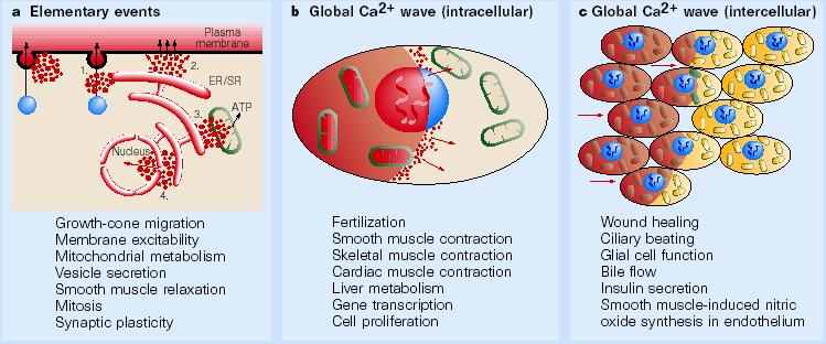 Temel olaylar Küresel Ca 2+ dalgaları Hücre içi Küresel Ca 2+ dalgaları Hücrelerarası Membran uyarılması Mitokondri metabolizması Vezikül sekresyonu Düz kas gevşemesi Mitoz bölünme Sinaptik