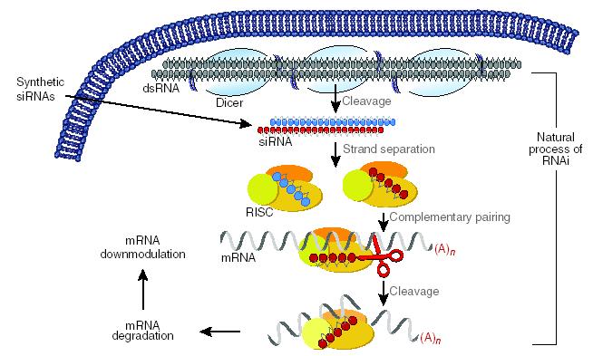 Gen susturma: RNA
