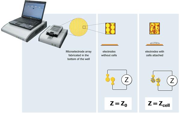 Real time Cell Analyzing (RTCA) (xcelligence, Roche)