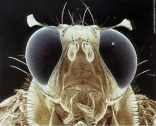 Lantan Drosophila mutant trp fotoreseptörü taklit etmektedir.