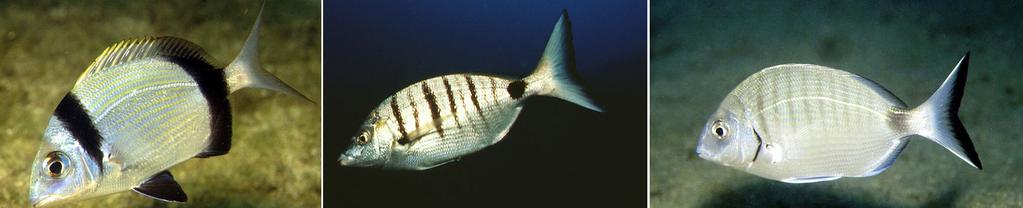 9 Şekil 2.3. Karagöz, sivriburun karagöz ve sargos balıklarının karşılaştırmalı morfolojisi (www.fishbase.org).