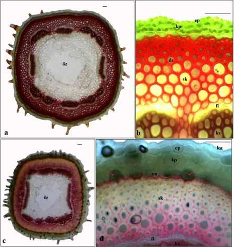 Biological Diversity and Conservation 7 / 1 (2014) 63 Şekil 1. Agrostemma cinsinin gövde anatomik yapısı. A. githago (a,b); A. brachyloba (c,d).