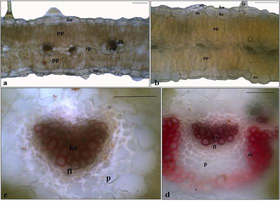 64 Biological Diversity and Conservation 7 / 1 (2014) Şekil 2. Agrostemma cinsinin yaprak mezofil tabakası (a,b) ve orta damarın (c,d) anatomik yapısı. A. githago (a,c); A. brachyloba (b,d).
