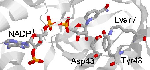 3 Mutajenik çalışmalarda Tyr 48, Phe (fenil alanin) ile değiştirildiği zaman enzim aktivitesinde 5000 kattan fazla düşüş gözlenmiştir (Tarle ve ark., 1993).