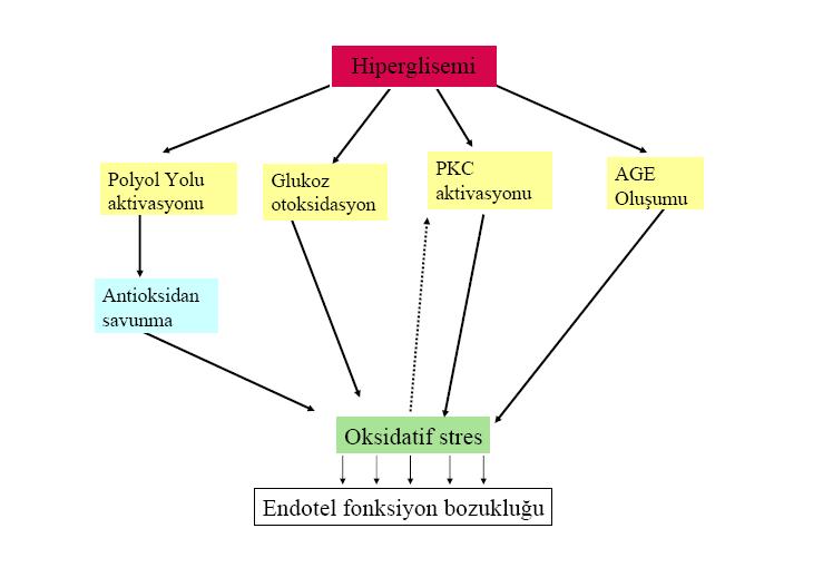 19 Şekil 10: Hiperglisemi ve endotelyal fonksiyon bozukluğu (UKPDS Research Group, 1998; Temelkova-Kurktschiev ve ark., 2000).