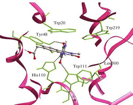 Đnhibitör madde, enzimin aktif kısmındaki Trp 20 (triptofan), Tyr 48 (tirozin), Leu 300-301 (lösin) ve His110 (histidin) amino asitleri ile hidrojen bağı yapmaktadır. (Şekil 18).