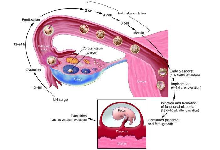 Oluşan embriyo fertilizasyondan 6-7