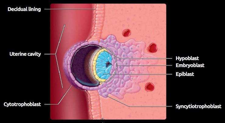 Birtakım blastosist hücreleri sinsityotrofoblastlara dönüşerek HCG üretimini