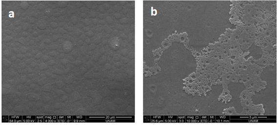 Şekil 8 a. Jelatin, b. Jelatin-PrA filmlerinin SEM mikrografları Şekil 8' de jelatin taşıyıcıdan oluşan elektrotların SEM mikrografları verilmiştir.