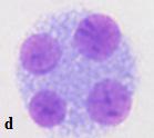 bulunan hücreler ise N4 olarak belirlenir. [1 (N1)+2 (N2)+3 (N3+N4)]/n (n=incelenen toplam hücre) formülü ile nükleer bölünme indeksi hesaplanır. Resim 3.2. Bir (a), iki (b), üç (c) ve dört (d) çekirdekli lenfositlerin mikroskop görüntüsü.