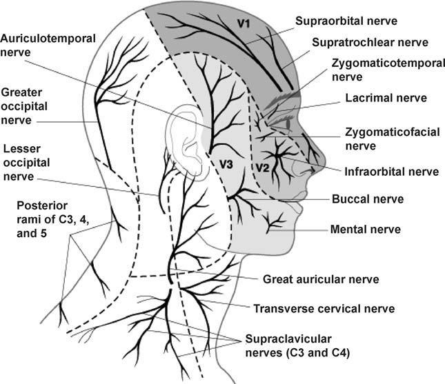 2.2.1. Anatomi Kafatası ve kafanın ön kısmının sinirsel innervasyonu trigeminal sinir ve spinal sinirlerle olur.